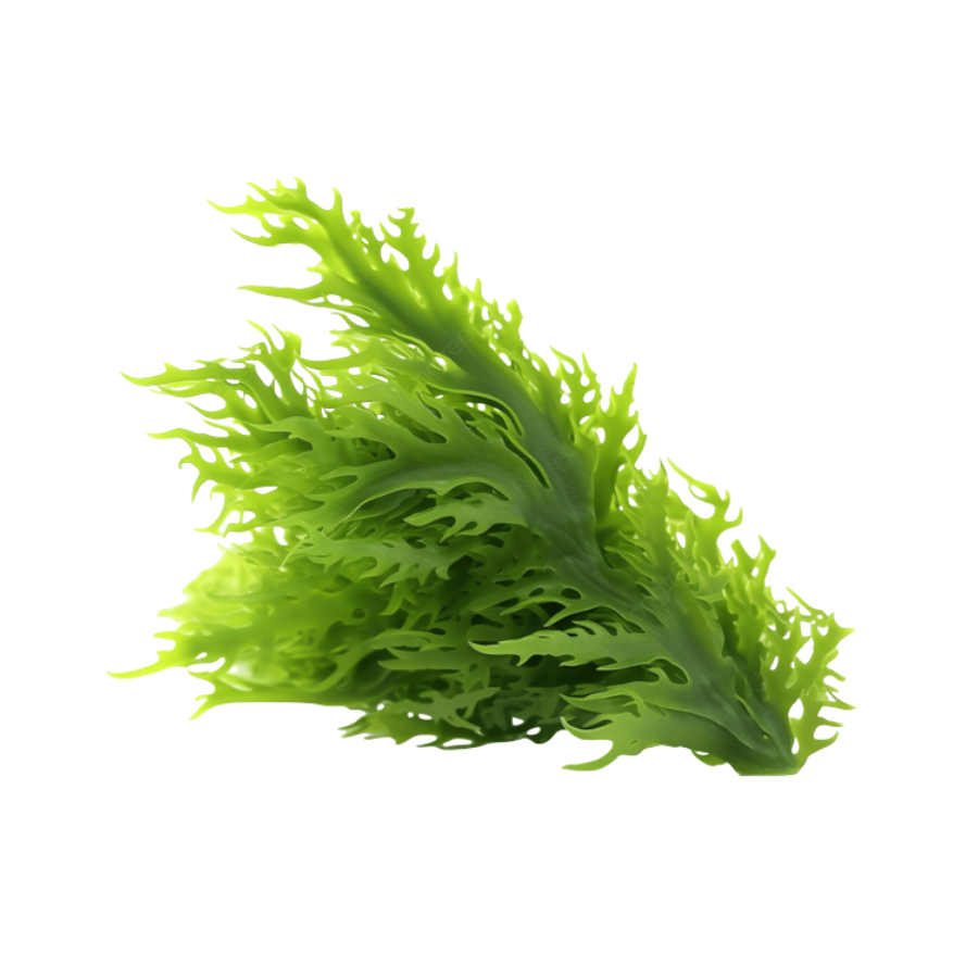 %0,50 Deniz yosunu unu